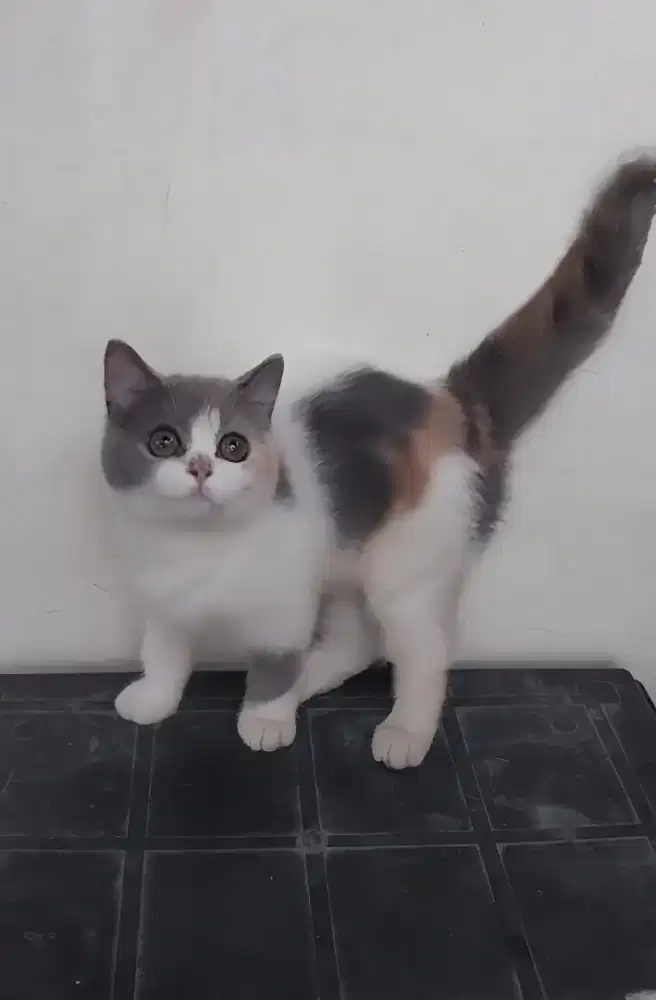BRITISH SHORTHAIR / BSH