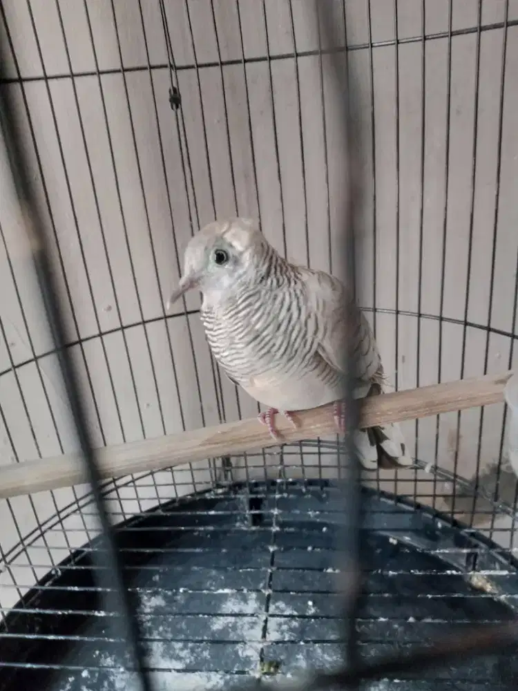 burung perkutut silver