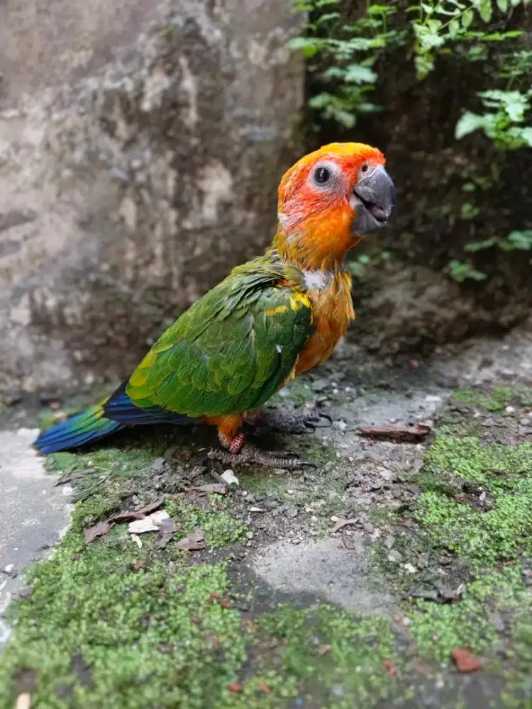 BABY BURUNG SUNCONURE JINAK