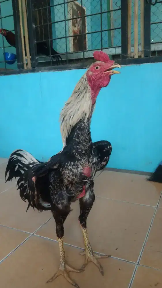 Ayam jago mangon