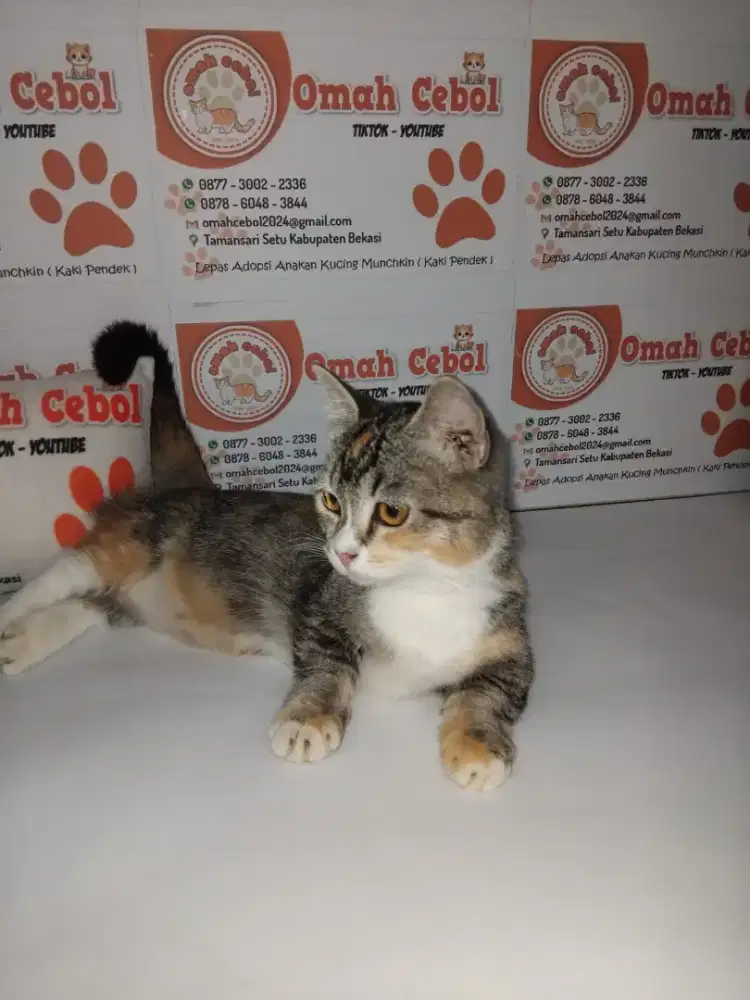 Open adopsi kitten calico betina munchkin