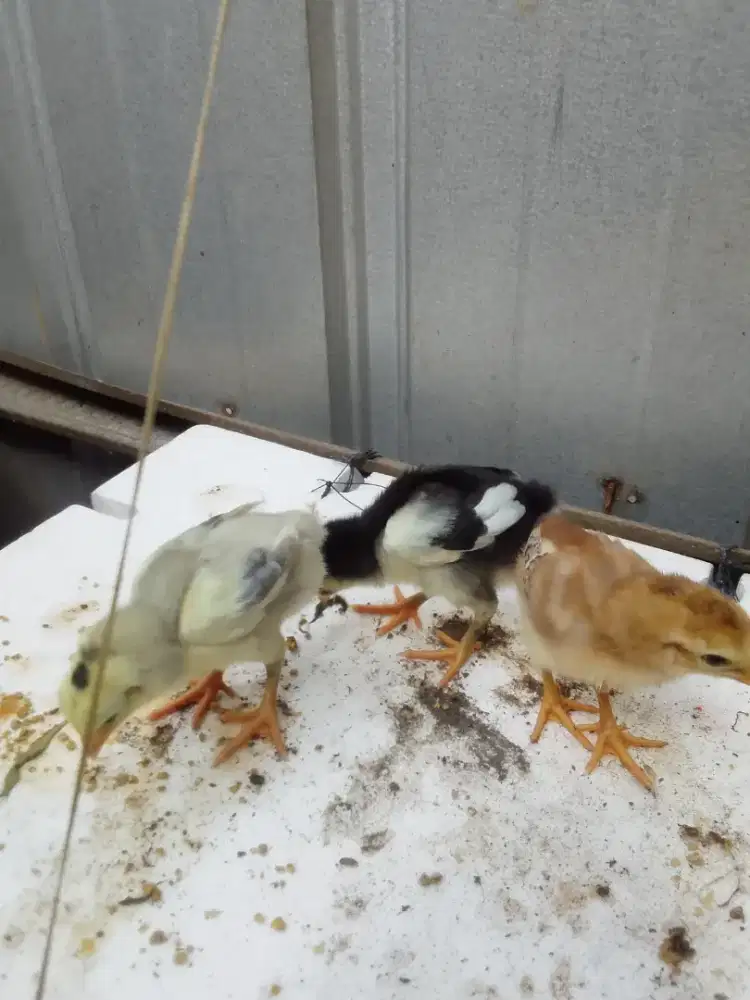 Anak ayam Bangkok calon ukuran big