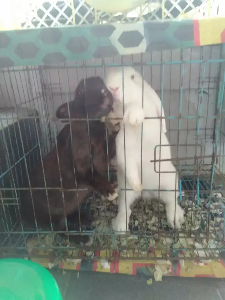 Kelinci jantan 2ekor