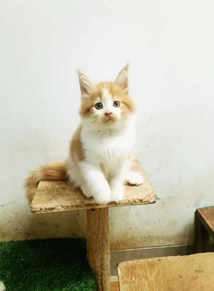 Kitten MaineCoon Betina Pure No mix. Garansi