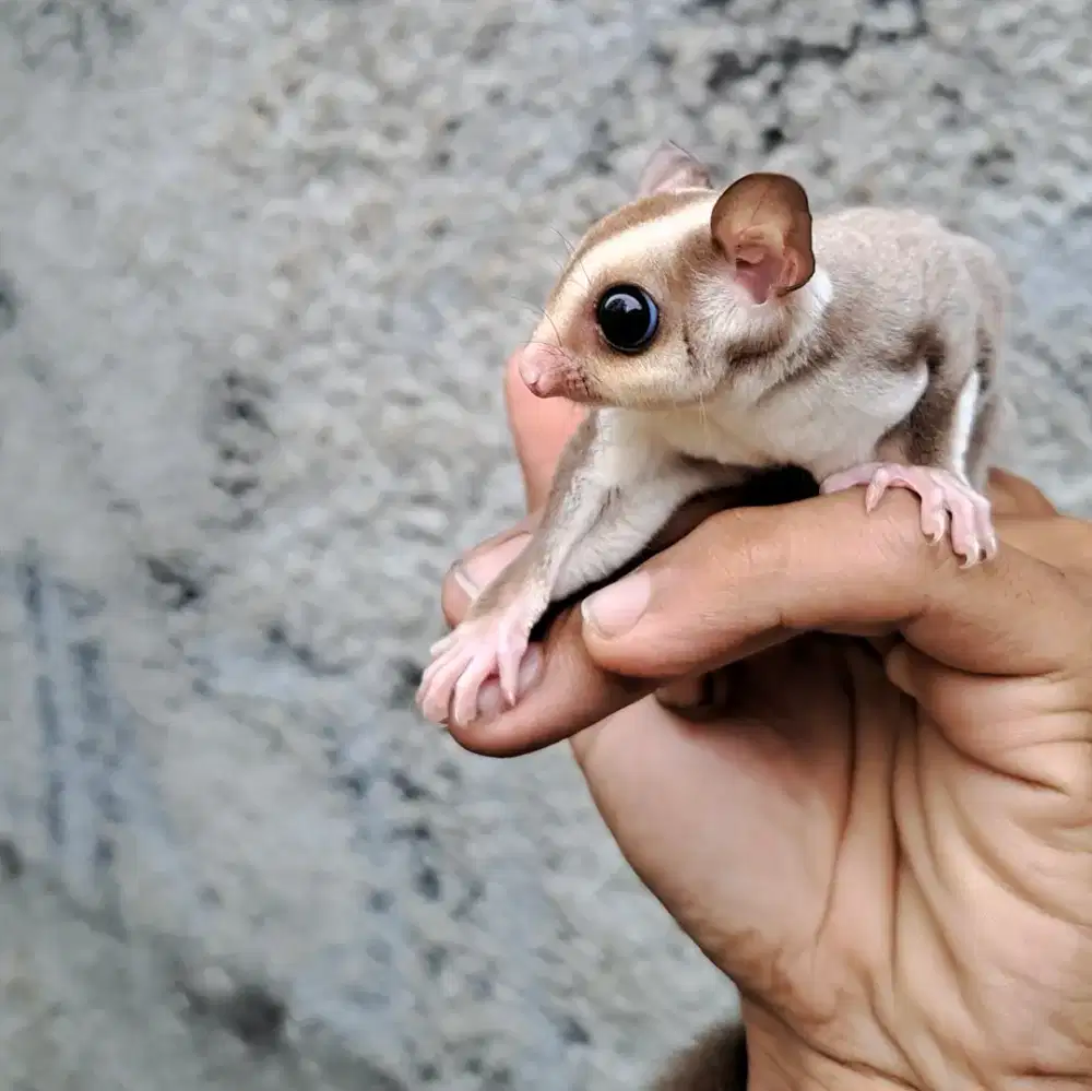 Sugar Glider Caramel Joey Jantan