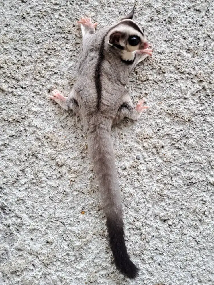 Sugar Glider Classic Grey Het Caramel Joey Betina