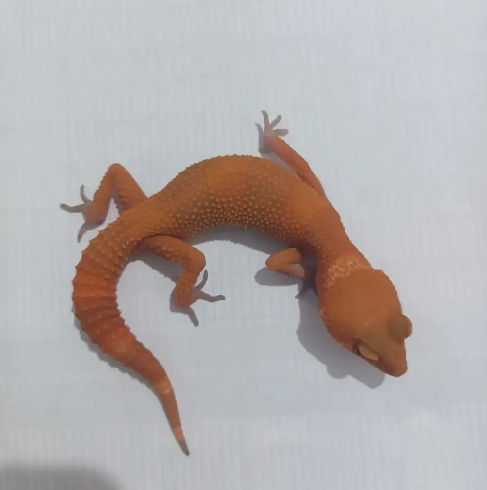 GECKO SUNGLOW PEDES FULL CT QUALITY CONTEST