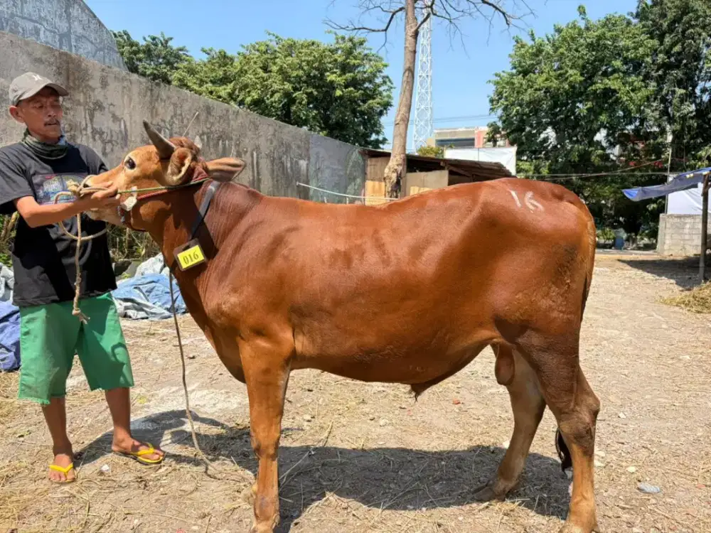 Sapi Kurban Murah
