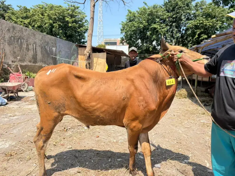 Jual Sapi Surabaya