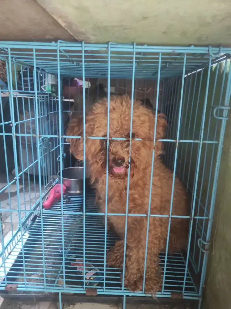 ANJING POODLE ,,,YANG BERMINAT