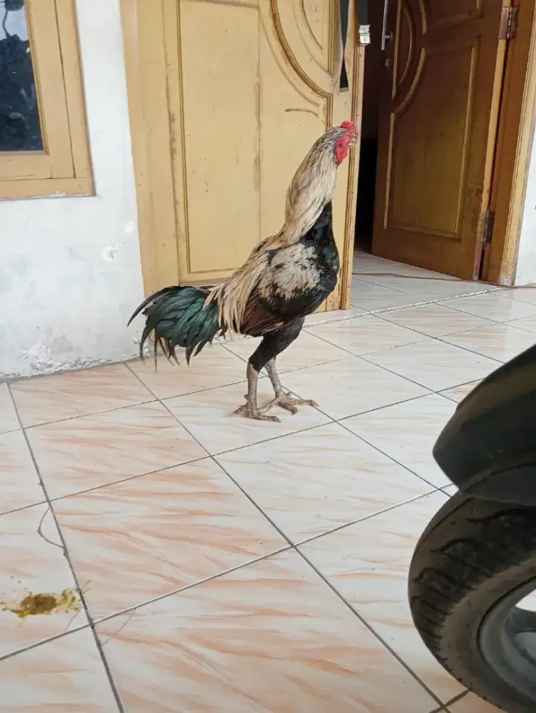 Ayam bangkok klasik