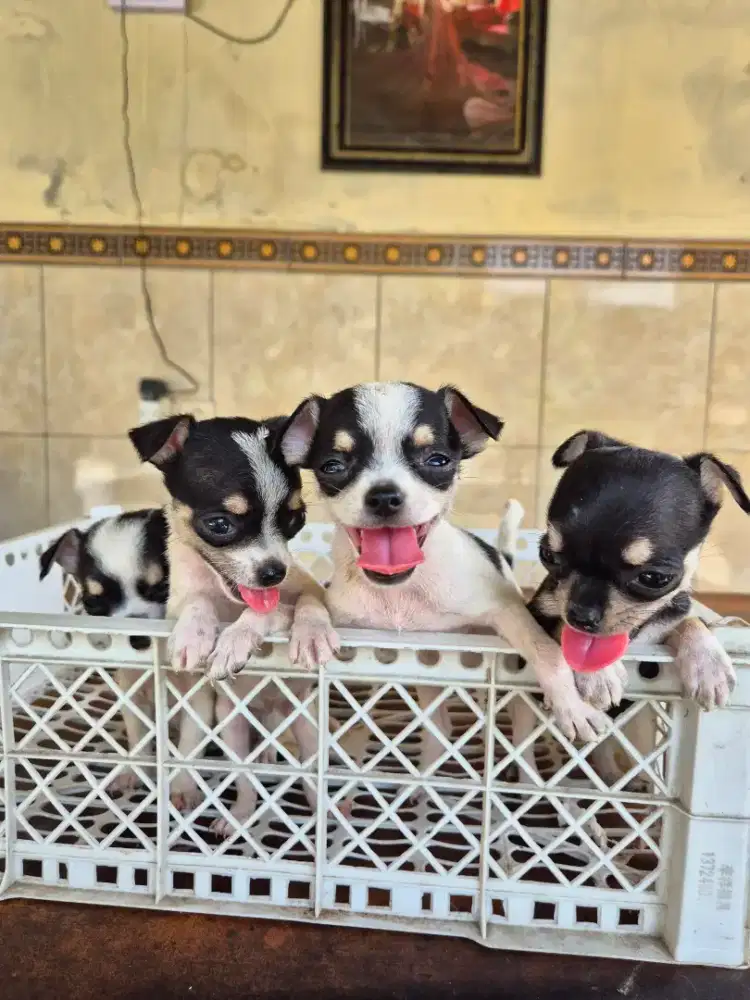 chh jantan 2 betina 2 mini sekali