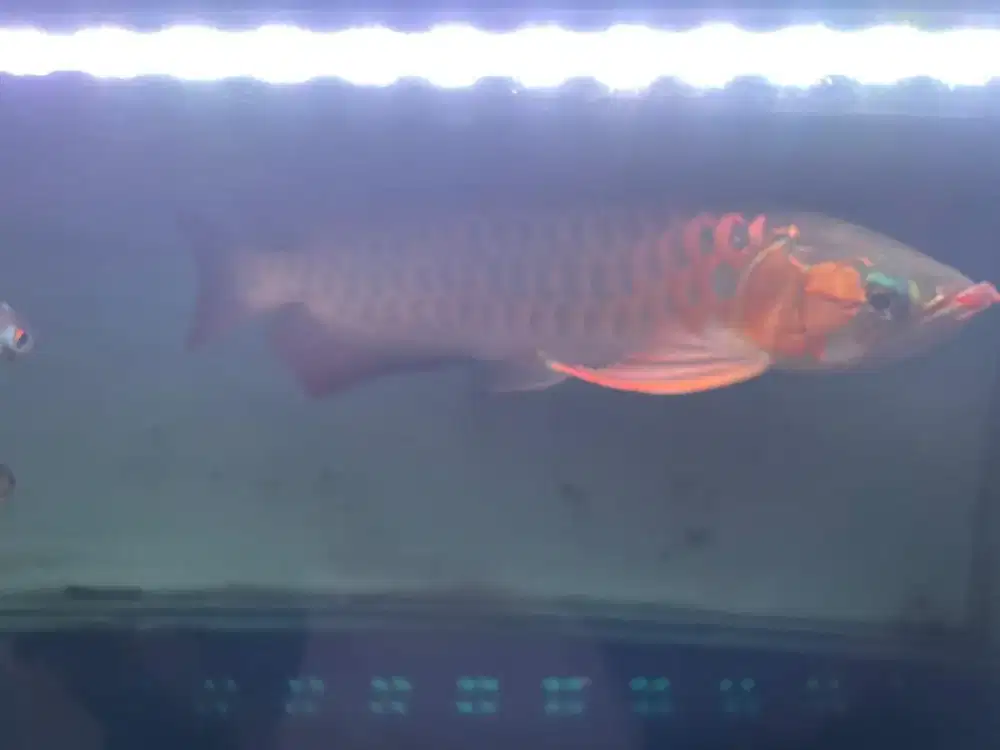 Jual Cepat Ikan Arwan