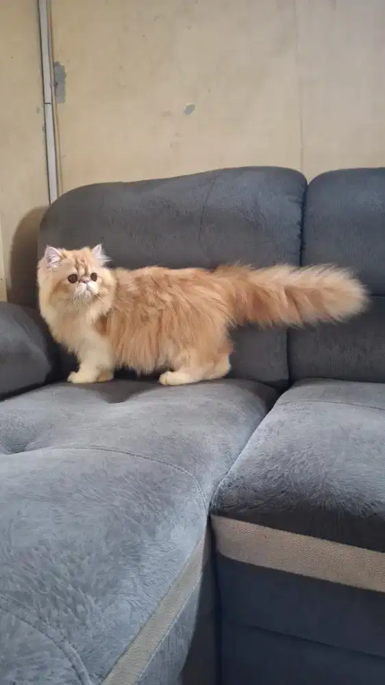 Peaknose jantan