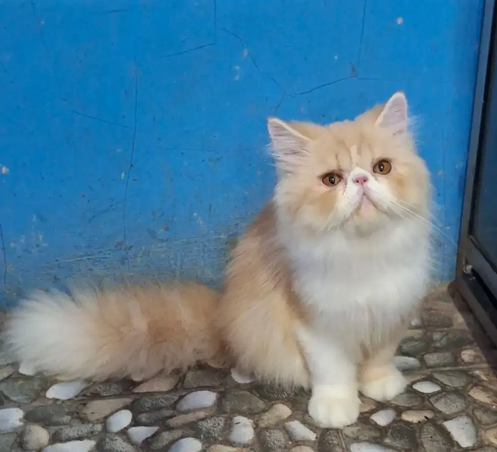 Kucing peaknose jantan