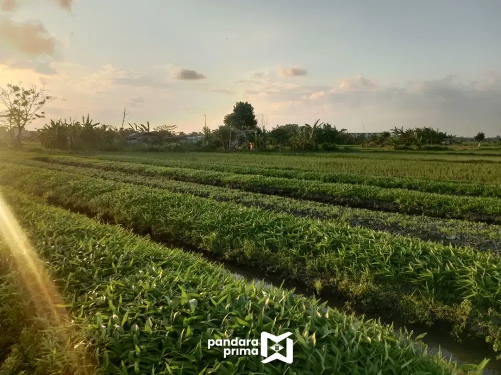 DIJUAL - TANAH KAVLING NAKULA DENPASAR BARAT - DI BELAKANG AIS IMAM BONJOL