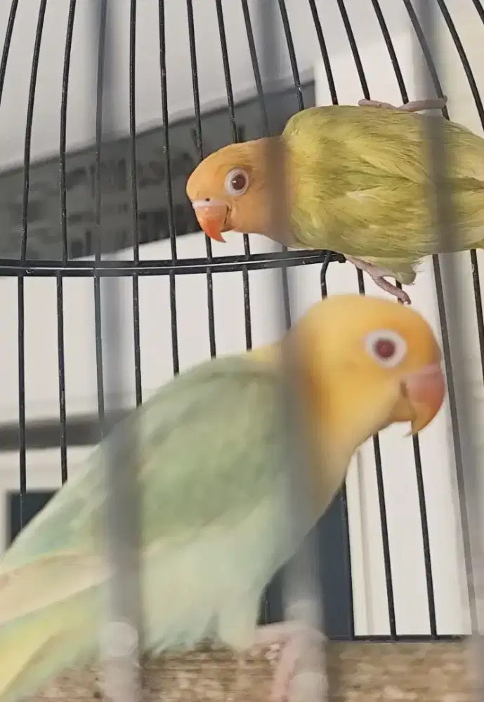 Lovebird Aqua b1 pf
