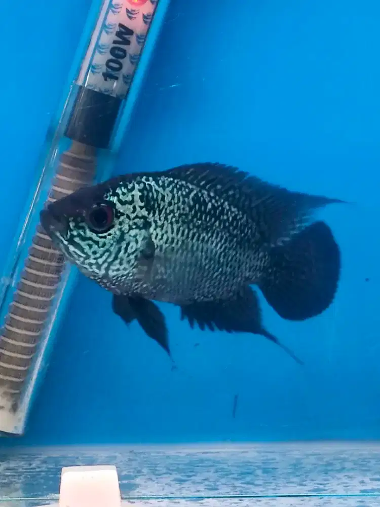 Ikan Louhan Betina