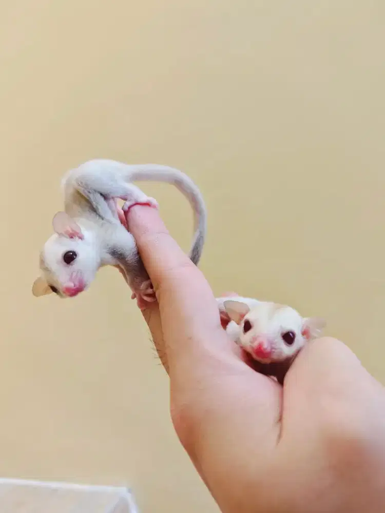 Sugar Glider Joey Creamino Jantan