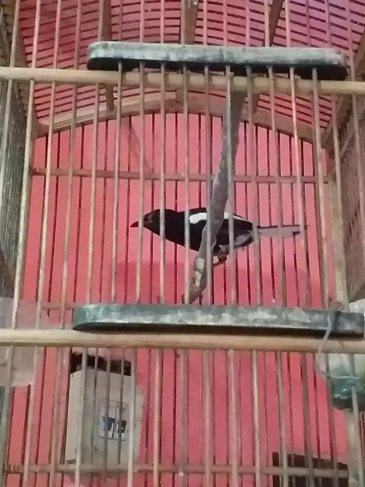 Kacer dada hitam muda bunyi