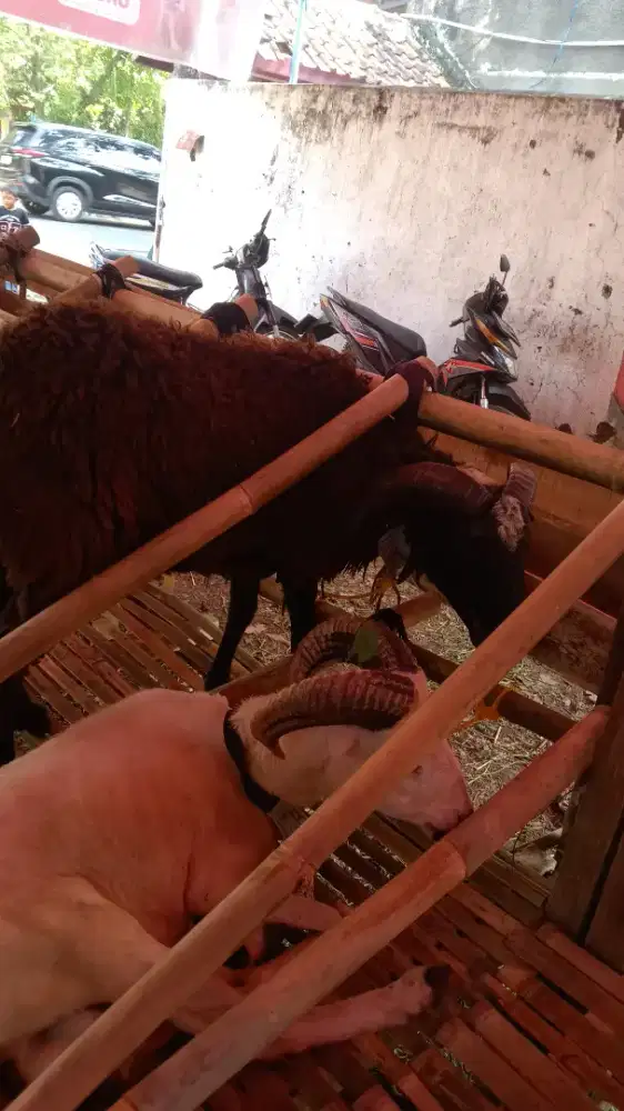 Hewanqurbanmurah#hewanqurban2026#hewanqurbanbandung#dombamurah#sapi