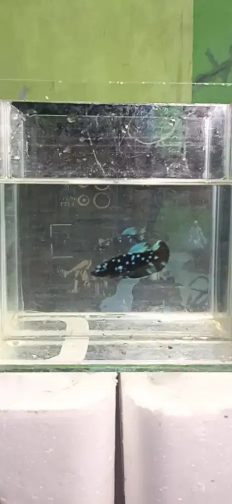 Ikan Cupang Avatar