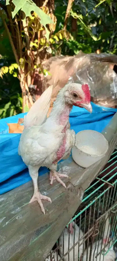Anak ayam kate putih 6 ekor