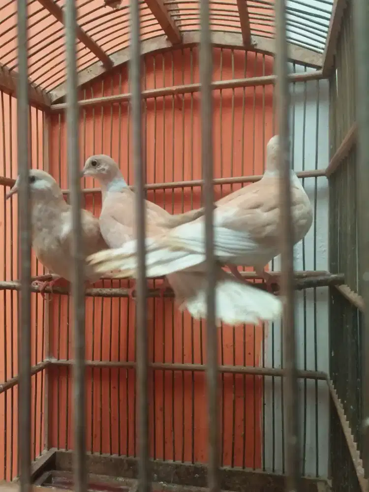 Burung Puter Jodohan+anak Fullset