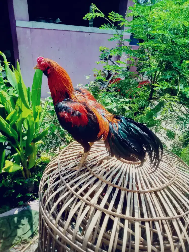 Ayam aseel phanat pakhoy line jos win 1 x super Taji vidio Abar ada