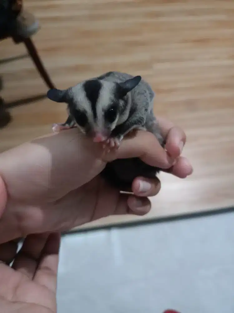 Joey sugar glider classic