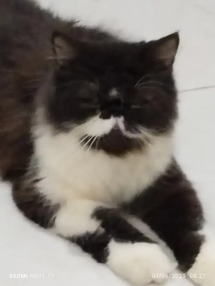 Kucing Persia mix Himalaya