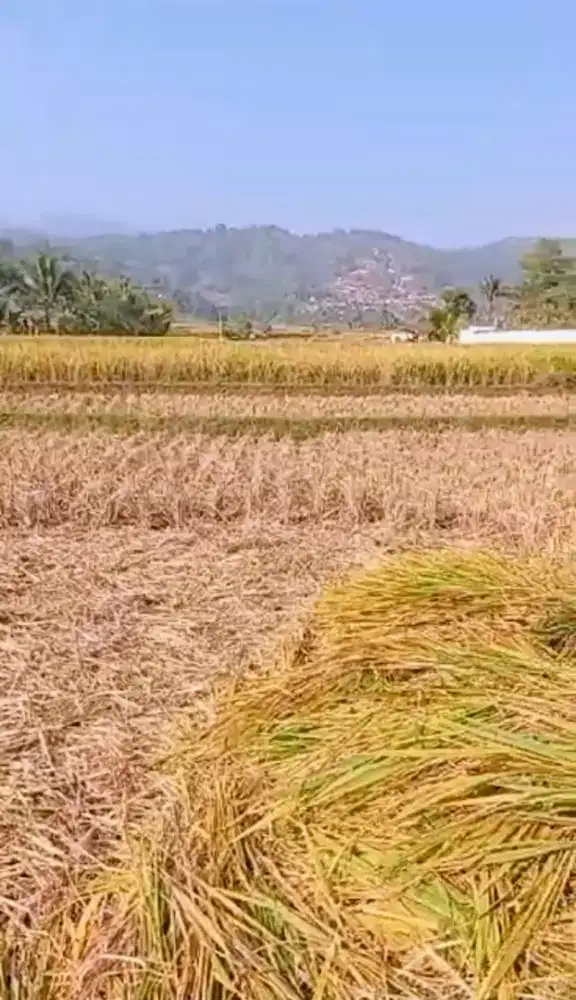DIJUAL SAWAH Produktif