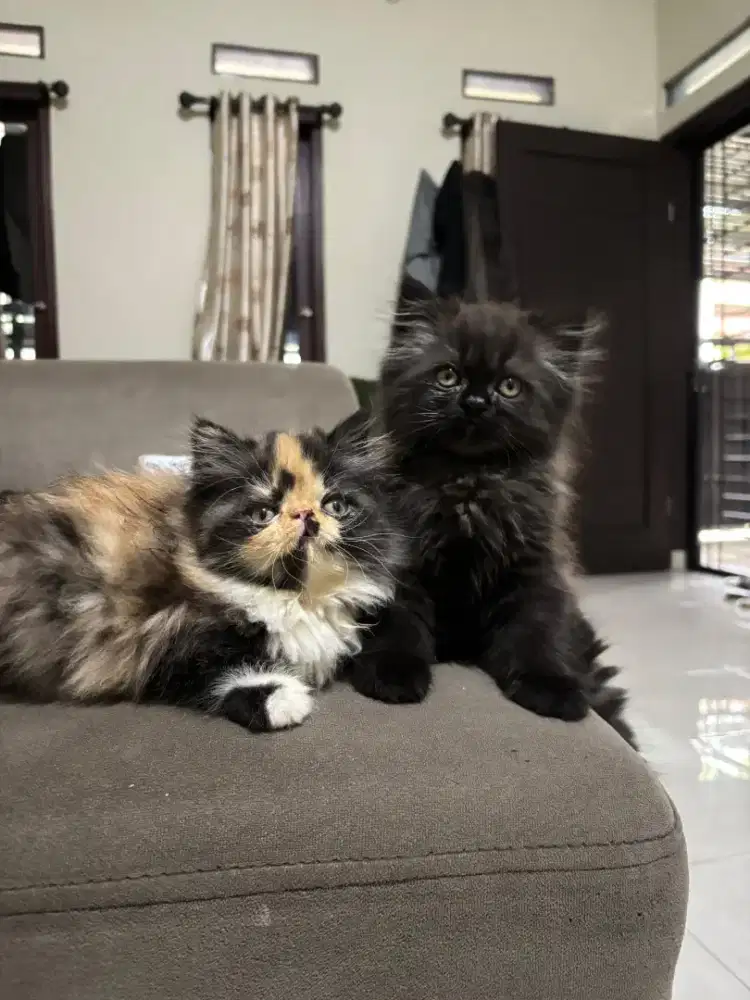 Kucing Persia mix Himalaya