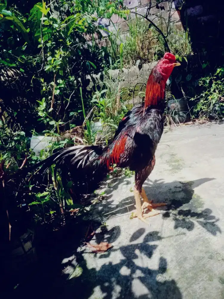 Shamo phanat teknik jos vidio ada murah