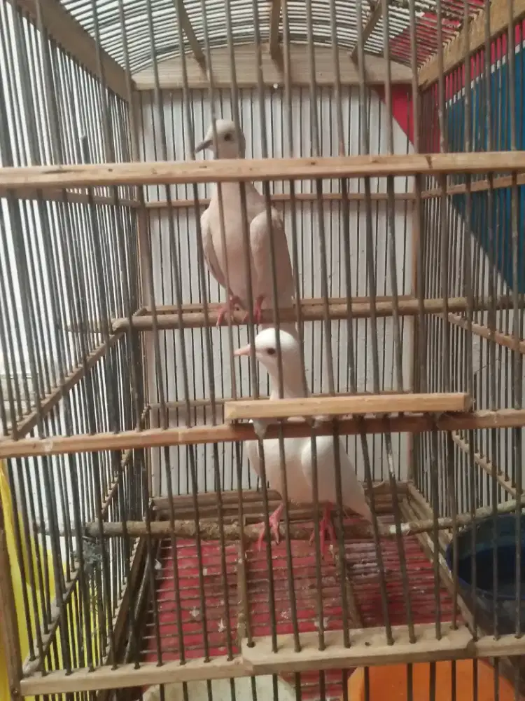 Burung Puter albino Jodohan fullset