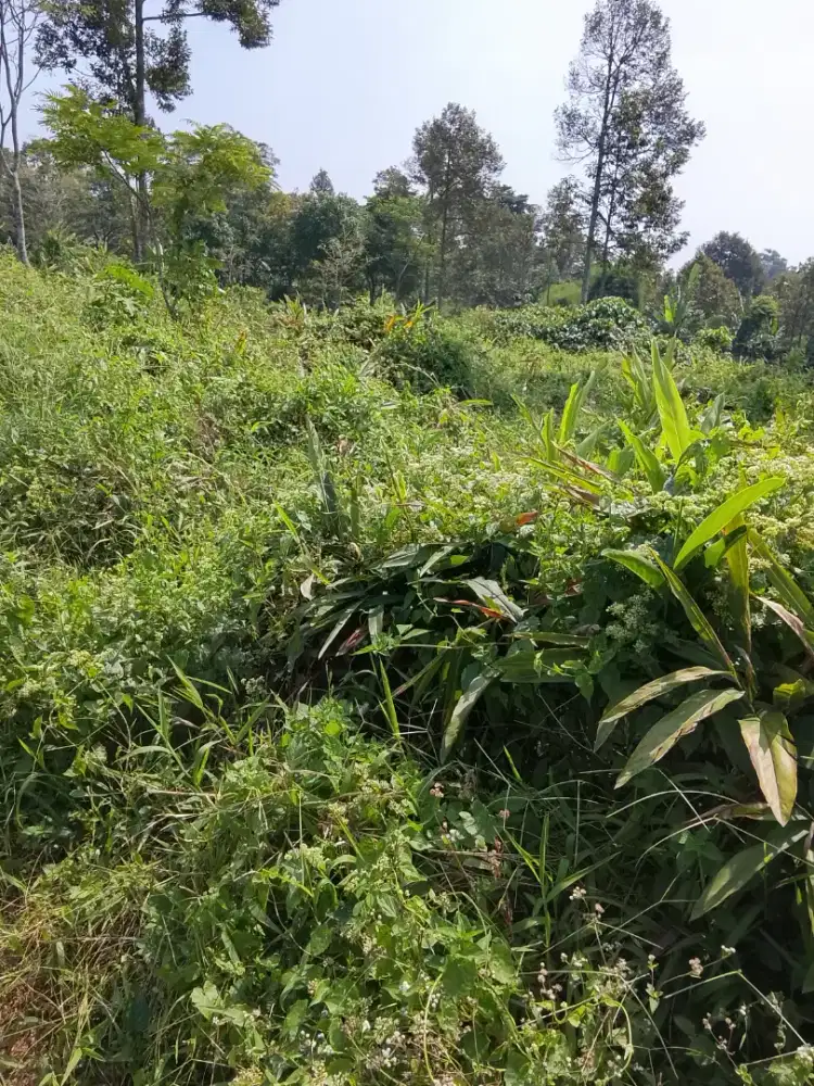 Sewa lahan murah