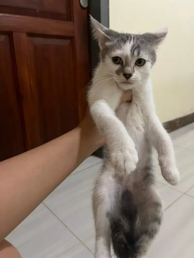 Kitten persia mix