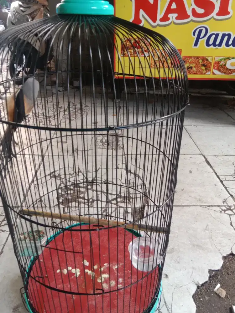 Burung pentet jatim