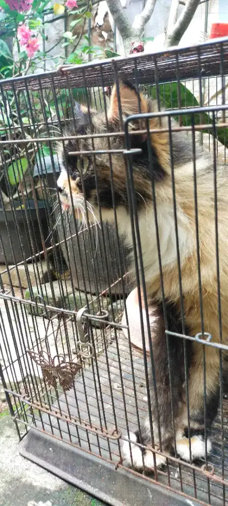 Calico dewasa siap kawin