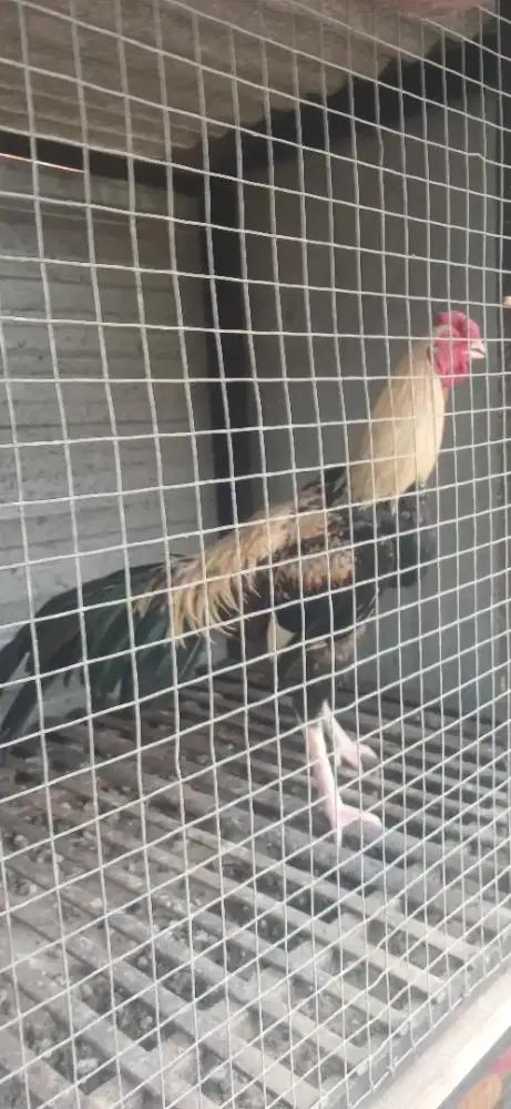 Ayam asel umur 6 bulan
