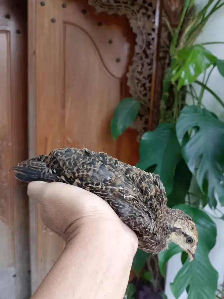 Ahh ayam hutan hijau ori sepasang