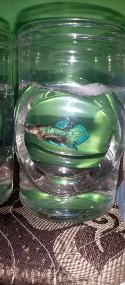 Giant multicaler