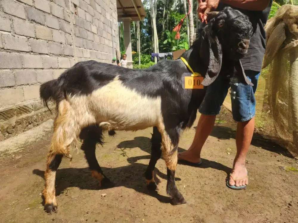 Jual Kambing Murah Surabaya