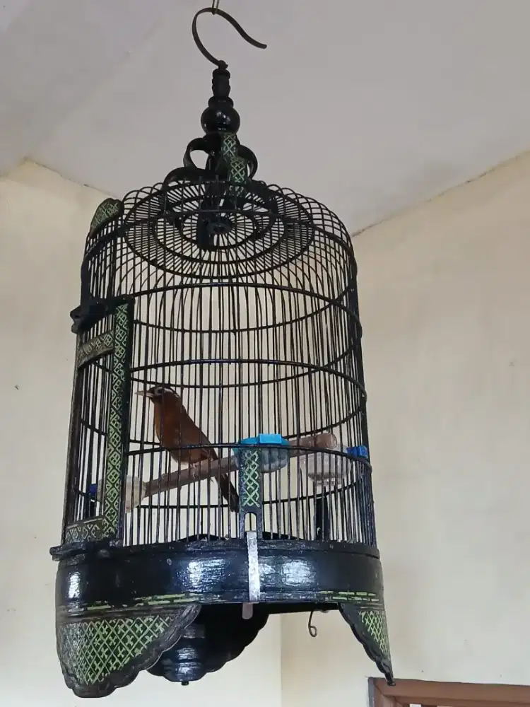 Burung Wambi gacor