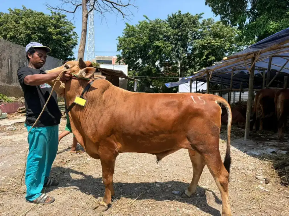 Sapi Kurban Murah Surabaya