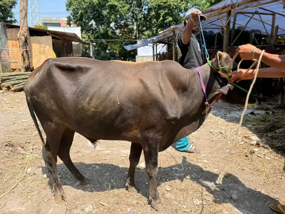 Kurban Sapi Murah