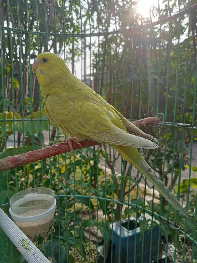 Burung parkit jantan muda