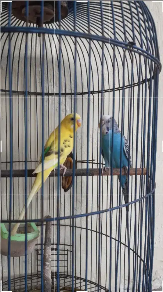 Burung parkit sepasang