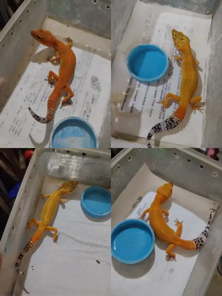 Borongan 4 ekor gecko usia remaja data Borongan 4 ekor lengkap