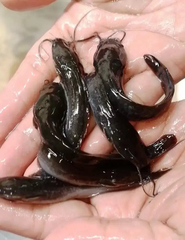 Jula Bibit Ikaan Lele